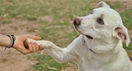 Día Mundial del Perro Adoptado: Esta es la conmovedora historia de Pay de Limón