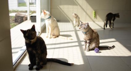 Así es Michigan, la nueva casa de los gatos en adopción de la CDMX