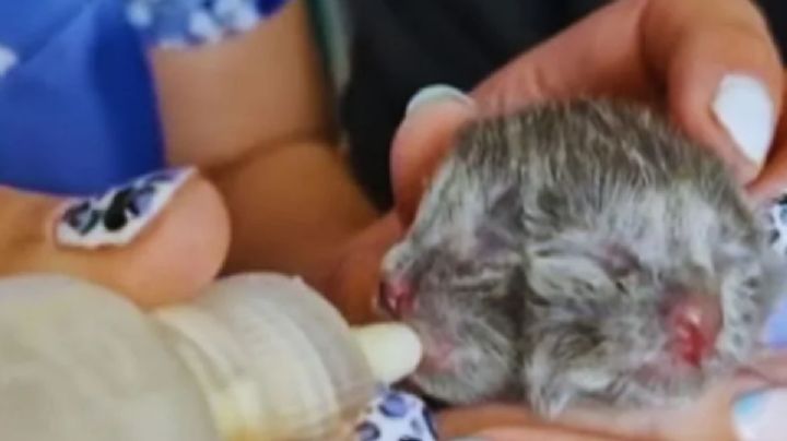 La causa detrás del nacimiento del gato con dos caras 