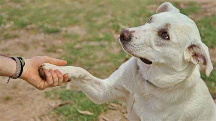 Día Mundial del Perro Adoptado: Esta es la conmovedora historia de Pay de Limón
