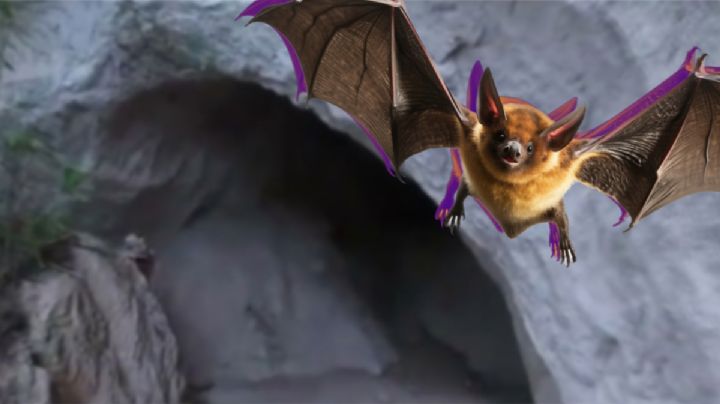 Camina entre murciélagos en este lugar desconocido de Huasca; hay cascadas, rappel, ciclismo y más