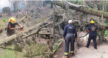 Lluvias provocan caída de árboles y cierres viales en Amecameca