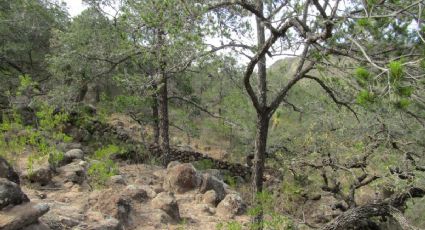 Más ejidatarios en Guanajuato hacen de sus tierras áreas naturales protegidas