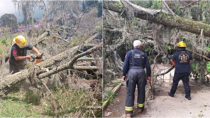 Lluvias provocan caída de árboles y cierres viales en Amecameca