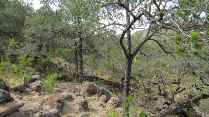 Más ejidatarios en Guanajuato hacen de sus tierras áreas naturales protegidas