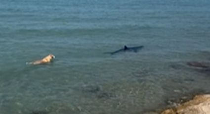 ¿Cómo terminó la historia del perro que se lanza al mar a perseguir a un tiburón?  | VIDEO