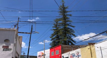 Los enormes árboles que han dado sombra a los del Barrio del Coecillo desde hace generaciones