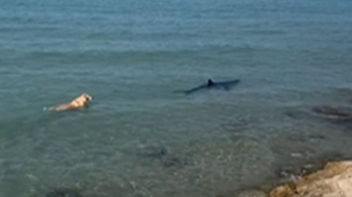 ¿Cómo terminó la historia del perro que se lanza al mar a perseguir a un tiburón?  | VIDEO