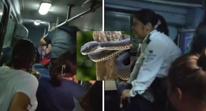 VIDEO: Serpiente en autobús de Veracruz causa miedo y risas entre pasajeros