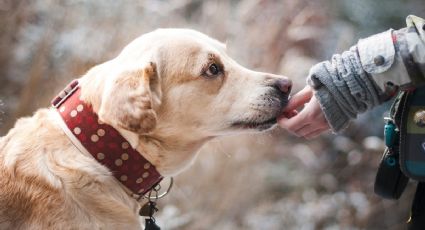 Del botiquín a los primeros auxilios: tips de la UNAM que pueden salvarle la vida a tu mascota