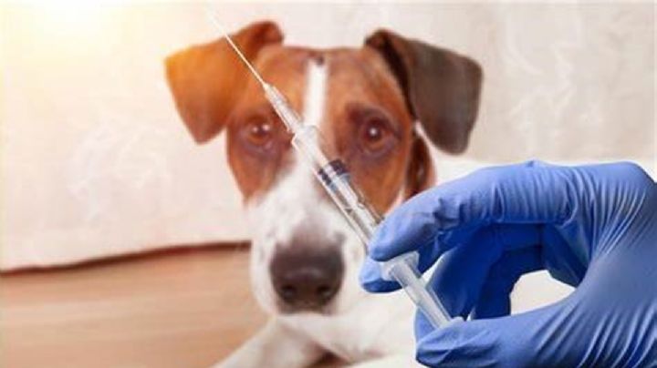 ¿Cuándo y dónde será la jornada de vacunación contra la rabia en CDMX?