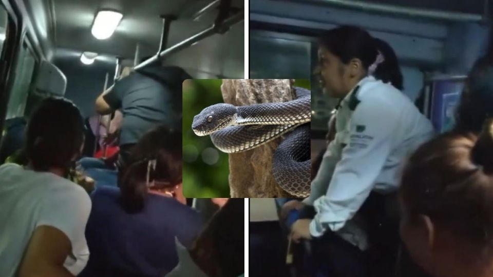 Brincos y gritos por serpiente suelta en camión