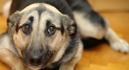 ¿Los perros pueden predecir los sismos? Esto dice la ciencia