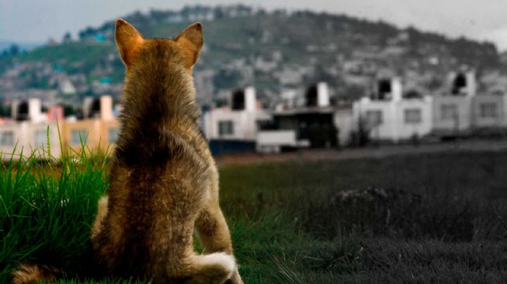 Secuestro y extorsión de animales de compañía: delito no reconocido