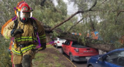 Por lluvias en Pachuca, árbol se parte y cae sobre vehículos