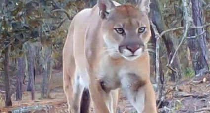 Atropellan a un puma en la carretera Silao- San Felipe