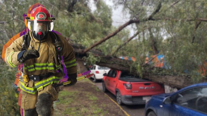 Por lluvias en Pachuca, árbol se parte y cae sobre vehículos
