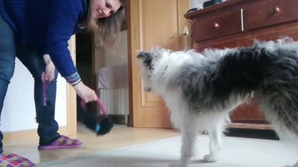 De un perro para que aprenda a hacer pipí