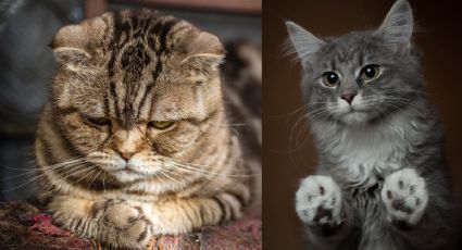 Así viven el duelo los gatos, tras la pérdida de sus dueños o compañeros animales