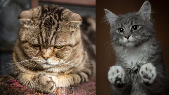 Así viven el duelo los gatos, tras la pérdida de sus dueños o compañeros animales