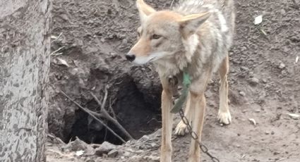 Rescatan a coyote que estaba encadenado en una casa en Salamanca