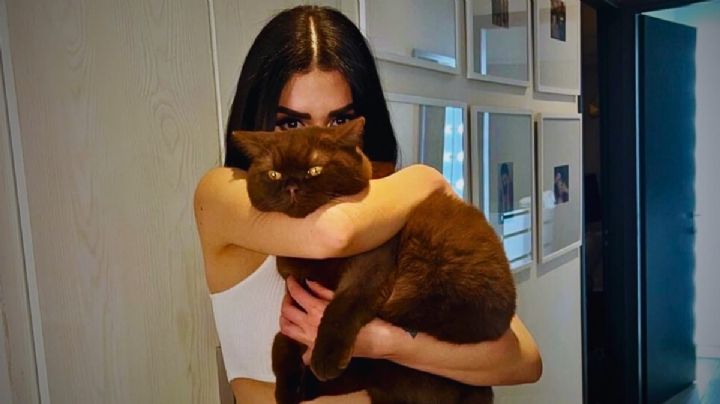 Este es Norris, el adorable y costoso gato de Karime Pindter