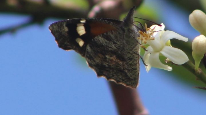La mariposa pinocho ofrece su bello espectáculo en su paso por Guanajuato