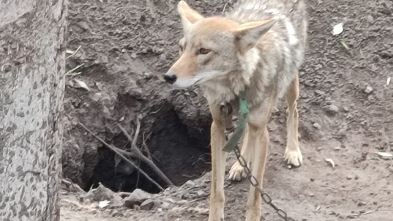 Fue rescatado un coyote que se encontraba en cautiverio en una vivienda en Salamanca.