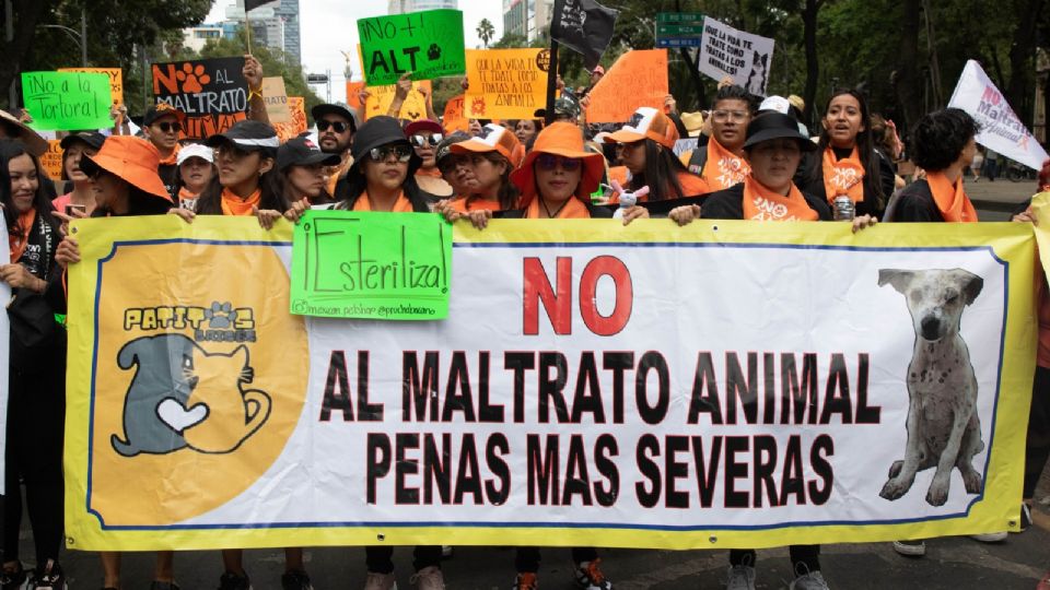 Desde el 1 de agosto a la fecha, el estado de Puebla ha registrado más de 20 casos de crueldad animal en los municipios de San Martín Texmelucan, Atlixco, Tecamachalco, Xicotepec de Juárez, Tehuacán, Tecamachalco y en la capital del estado.