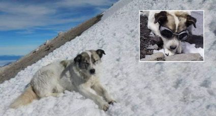 Homenajean a Citla, perro guía que falleció hace 7 años en el Pico de Orizaba