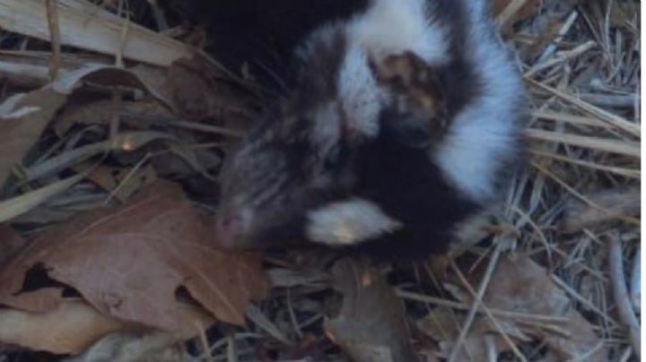 Animales atropellados en León: Venados y zorrillos mueren en caminos de El Molino