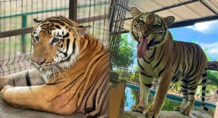 Tigre escapa en Reynosa y enciende alertas, autoridades realizan operativo para encontrarlo