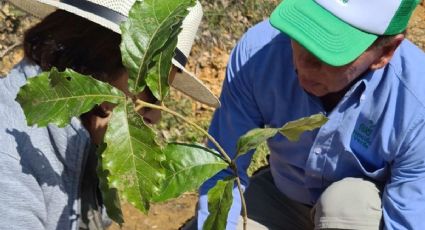 Plantan encinos, un árbol muy importante para la Sierra de Guanajuato