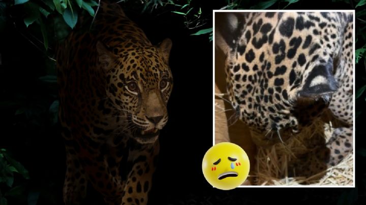 Con la mandíbula destrozada y desnutrido, el jaguar Pacus lucha por su vida; así puedes ayudarlo