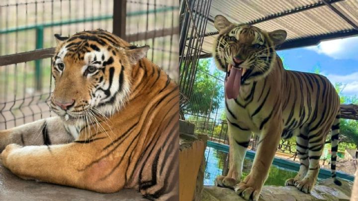 Tigre escapa en Reynosa y enciende alertas, autoridades realizan operativo para encontrarlo