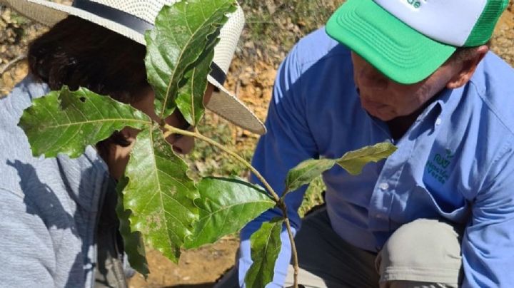 Plantan encinos, un árbol muy importante para la Sierra de Guanajuato