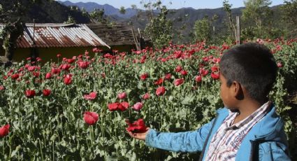 ¿Niños involucrados en la producción de drogas en México? Esto dice EU