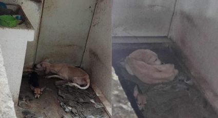 Estaban en los huesos; perritos son rescatados de abandono en Lomas 4