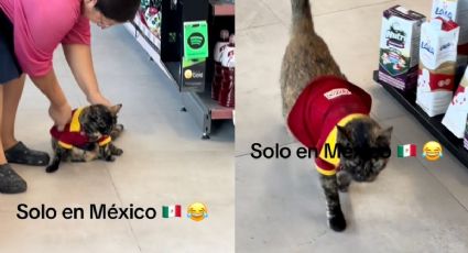 Gato enamora a TikTok por “trabajar” en Oxxo: “¿También atiende de mala gana?”