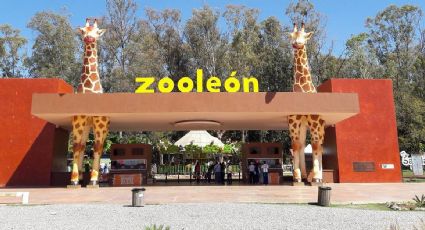 ¡De manteles largos!, Zoológico de León invita a festejar sus 45 años