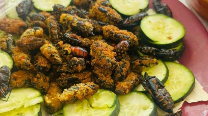 El extraño platillo de Santa Catarina: la tantárrea, el insecto que se sirve dulce o salado