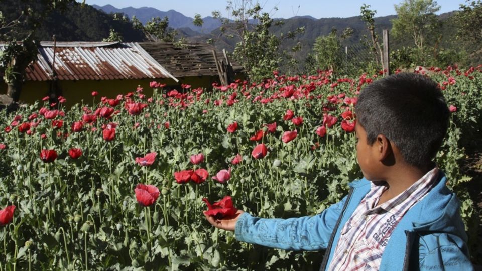 El documento denunció que hay explotación infantil en la elaboración de pornografía, ropa, artículos de piel, accesorios y ganadería.