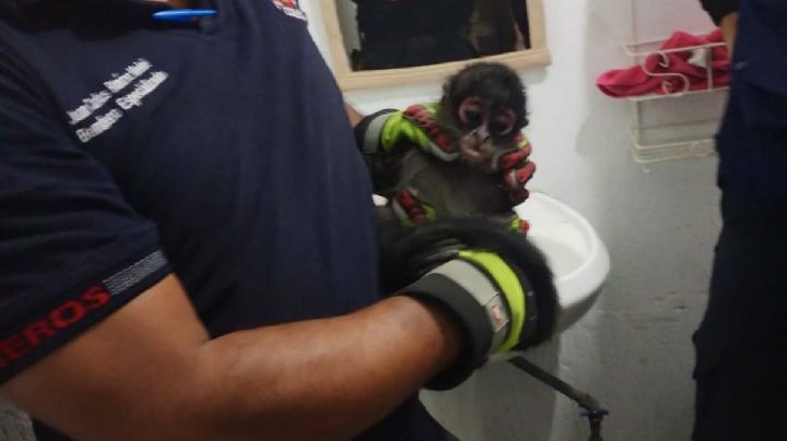 Rescatan a changuito sobre Mariano Escobedo; casi lo atropellan