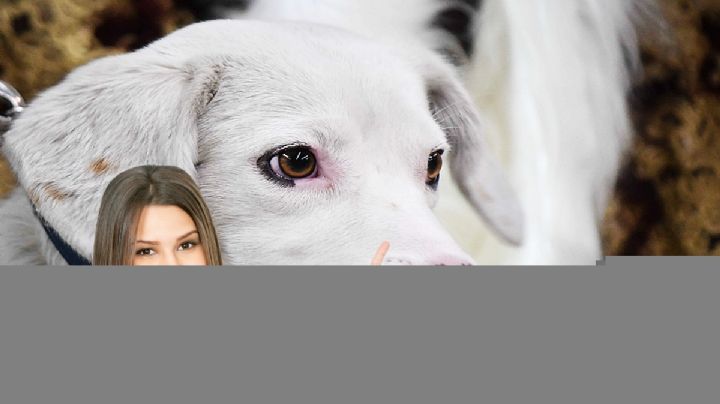 ¿Fiesta patria para tus perrhijos? Así será esta kermés por el Grito de la Independencia