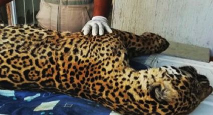 Falleció Pacus, el jaguar herido de bala que fue rescatado en Pacula, Hidalgo