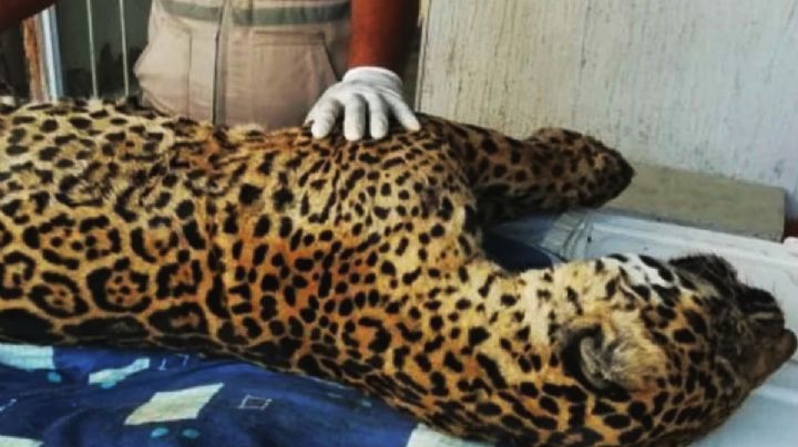 Falleció Pacus, el jaguar herido de bala que fue rescatado en Pacula, Hidalgo