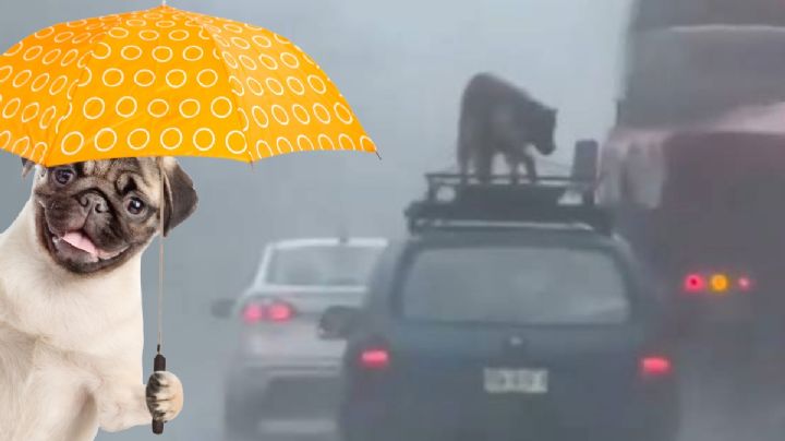 Bajo la fuerte lluvia y amarrado al toldo, automovilista transporta a su perrito I VIDEO