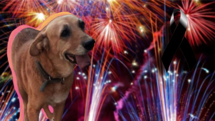 Muere perro por pirotecnia en feria de Ixmiquilpan; así la historia