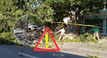 Por norte fuerte, cae árbol y aplasta 3 autos en el centro de Veracruz