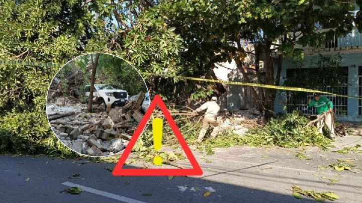 Por norte fuerte, cae árbol y aplasta 3 autos en el centro de Veracruz